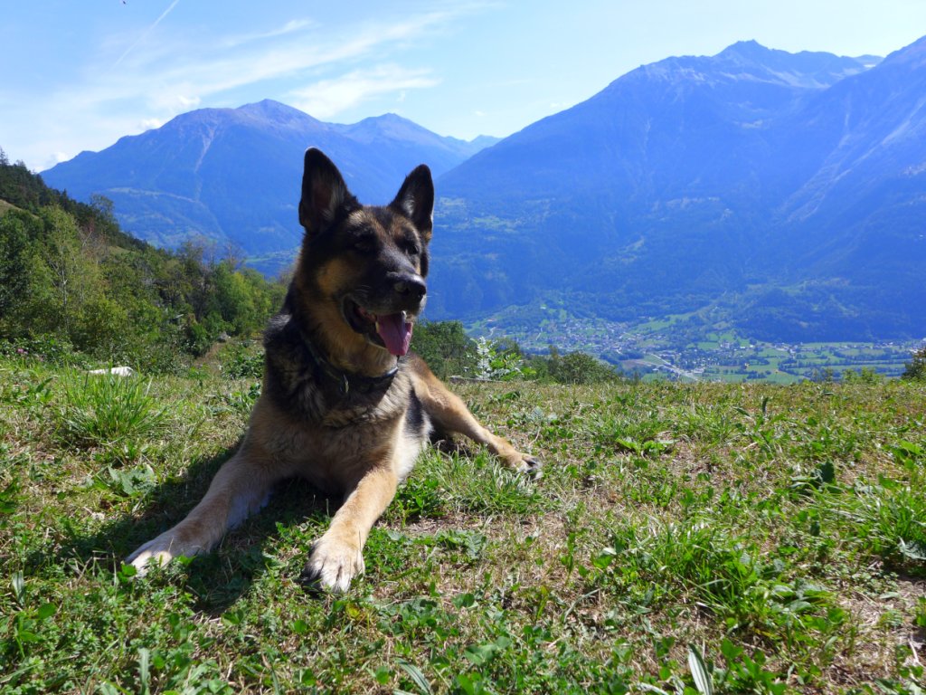 04-Ferien-Wallis-Hund