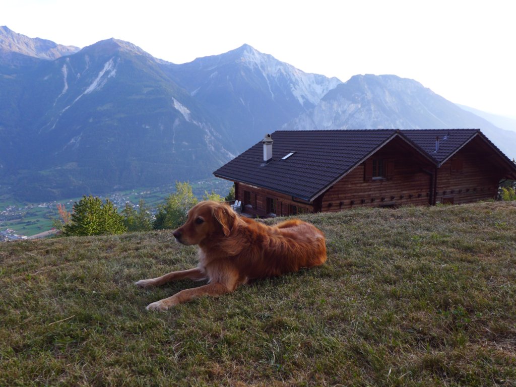 12-Leuk-Berg-Sicht-Hund